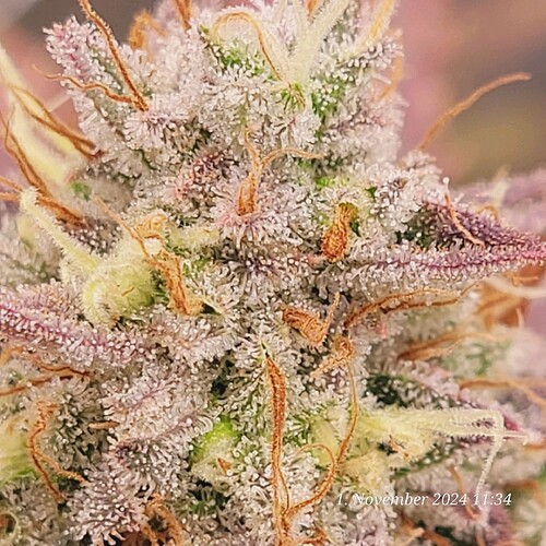 Tag 104 Klon 1 noch mal viele neue helle Pistillen 1.11.24