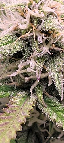 Tag 59 Haze 2 Blüte Tag ca. 34, ende der 5 ten Blüte Woche