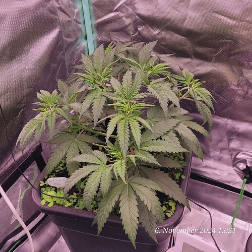 Tag 35 Nr 1, Wachstum Tag 17 am 6.11.24