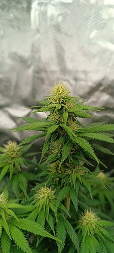 IMG_20240524_094843