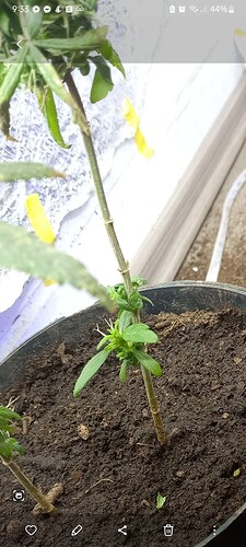 Screenshot_20221029-093340_Gallery