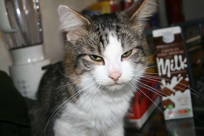 kye cat (7)