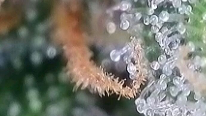 Tag 64 Haze 1 Trichome 3