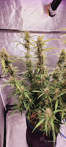 Tag 73 Gelato elfte Woche gesamt Stehzeit 11.6.25