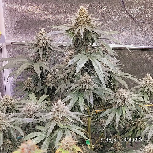 Lava Cake ca. 10 Tage vor Ende 2024-08-08