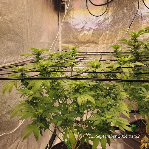 Tag 104 Blüte Tag 17 am 15.9.24