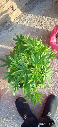 IMG_20221012_171951
