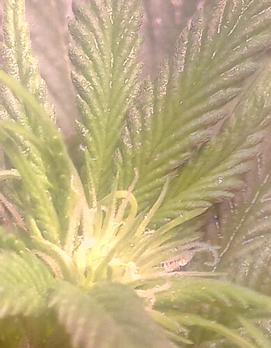 IMG_20220709_174010_8