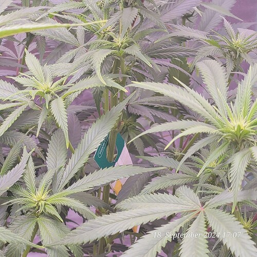 Tag 60 Klon 2 Raubmilben aus gebracht