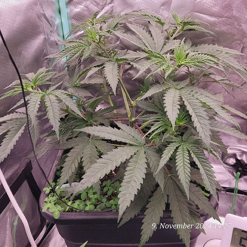 Tag 38 Nr 1, Wachstum Tag 20 am 9.11.24