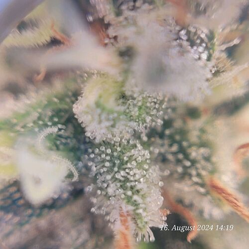 Tag 89 Trichome 1