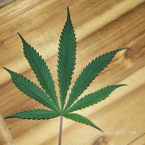 Tag 56 Klon 1 entnommen weil ich fand es so schön 14.9.24