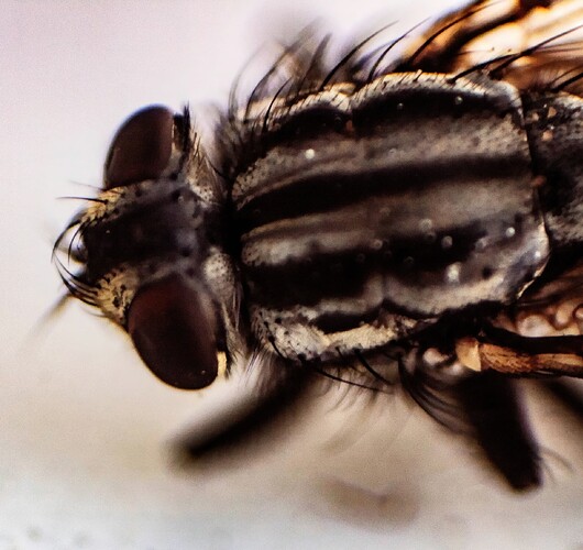 fly (4)