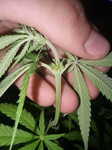 16733375456347402183469923054965