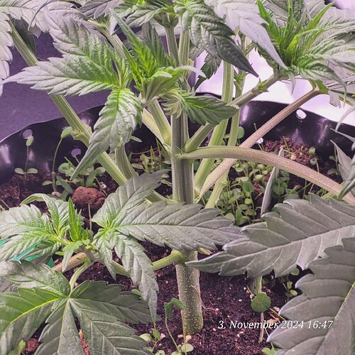 Tag 32 und nun danach und sie brauch keine Formgebung