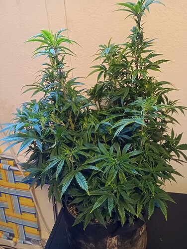 IMG_20250817_133435474