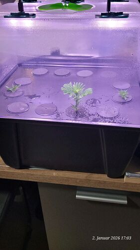 Tag 1 Klon Verwurzelung 2.1.26