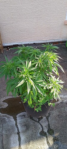 IMG_20250705_083018