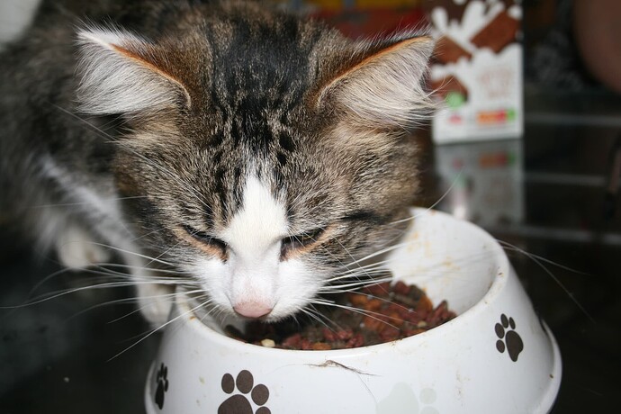 kye cat (5)