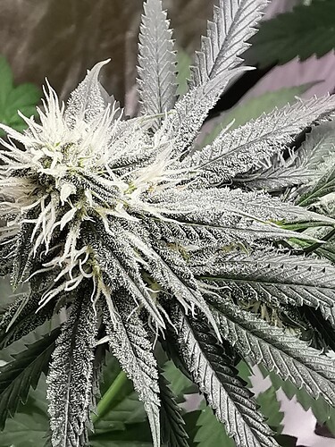 Red Queen (Lava Cake Feminisiert)