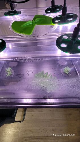 Tag 10 Verwurzelung geht diese weiter