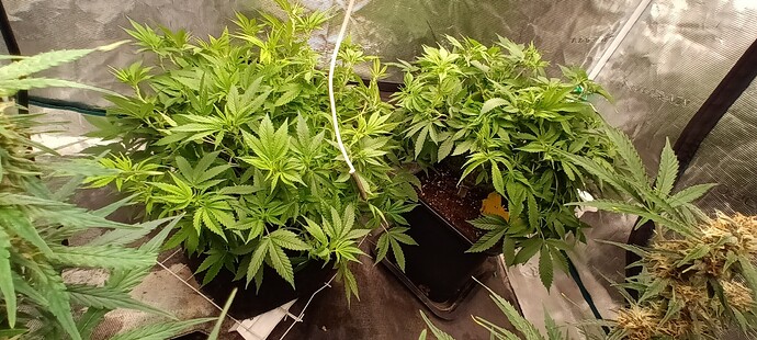 16461864725593144735282742407312