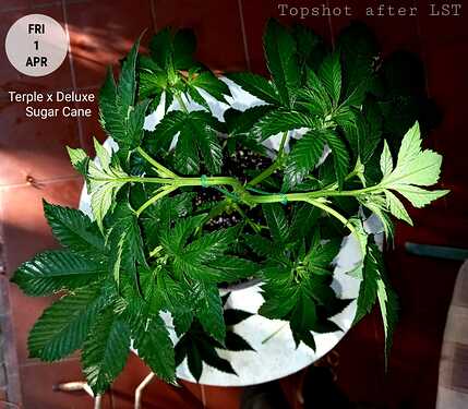 IMG-20220406-WA0015