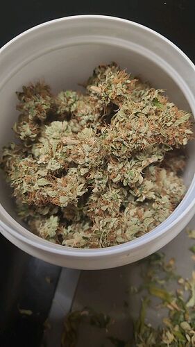 Tag 132 Cookie 1 , nach der Trocknung die Trimmung 20.8.24