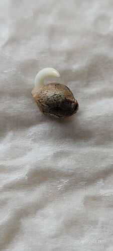 Tag 2 Keimung in Zewa, Congolese 25.4.25