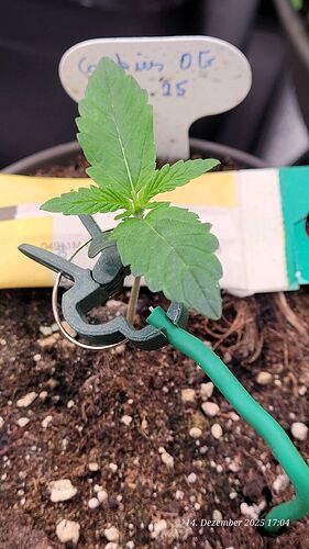 Tag 10 C. OG erste Sämling Woche