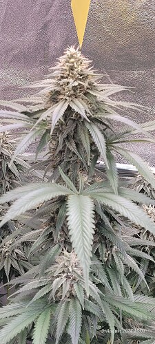 Tag 76 in der siebten Blüte Woche 3.8.24