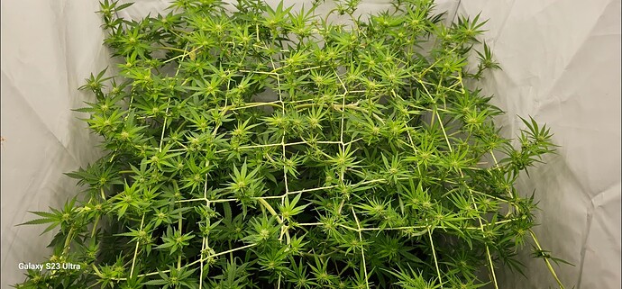 Screenshot_20240831_200128_Gallery