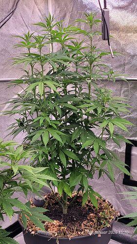 Tag 51 C. OG erste Blüte Woche und lange Beine