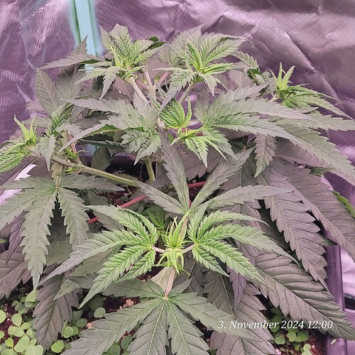 Tag 32 Nr 1, vor der Entlaubung 3.11.24