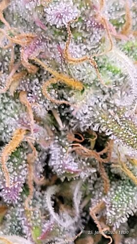 Tag 76 B.G. 2 achte Blüte Woche