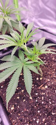 Purple Bud 17 , Kloni 2 Wachstum Tag 5