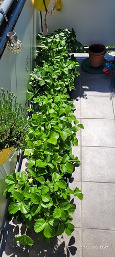 Heute wieder super in der Sonne stehend  1.5.25