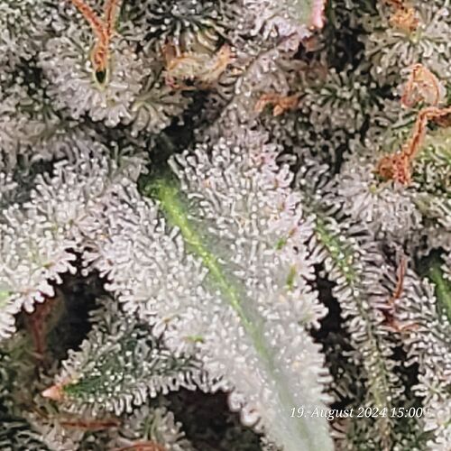 Tag 92 Blütetag 59 so schön voll Trichome 19.8.24 aber dann...