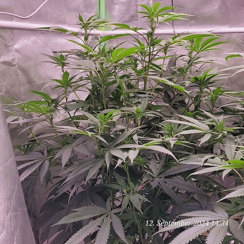 Tag 54 Klon 1 , Blütetag 7 am 12.9.24
