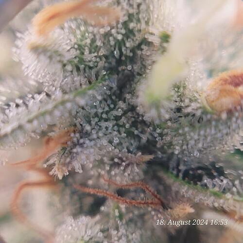 Tag 91 Klar-Bewölkt 96,94 % am 18.8.24