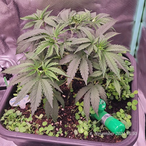 Tag 35 Nr 3, Wachstum Tag 17 am 6.11.24