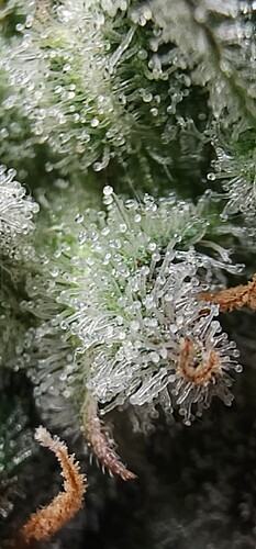 Screenshot_20240310_120200_Gallery