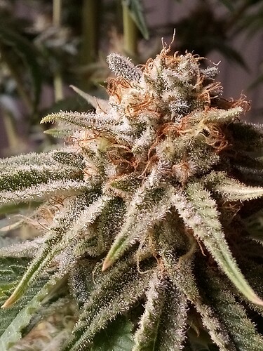 IMG_20240717_121758_999