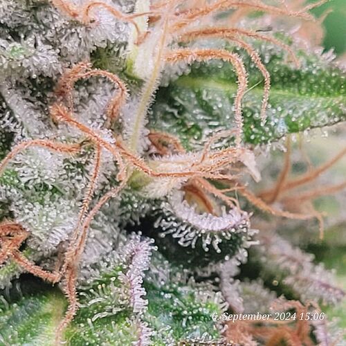 Tag 117 ende 8ter Blüte Woche 6.9.24