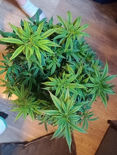 IMG_20250817_133543781