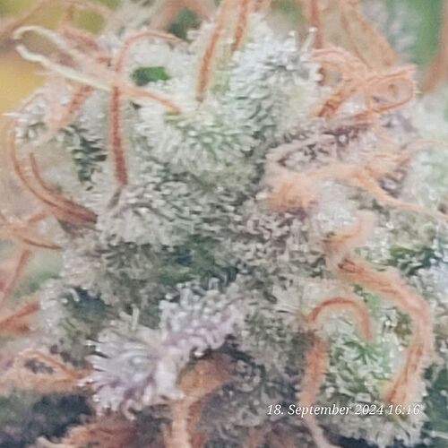 Tag 129 und heute ist Erntedank Fest 18.9.24