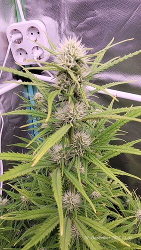 Tag 51 B.G. 2 Blüte Tag 26 am 31.12.25