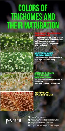 cannabis-trichome-stages