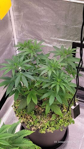 Tag 37 C.OG dritte Wachstum Woche