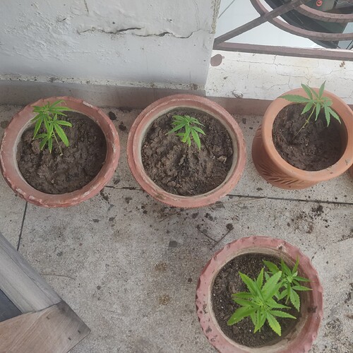 16922738150708121828585033481296